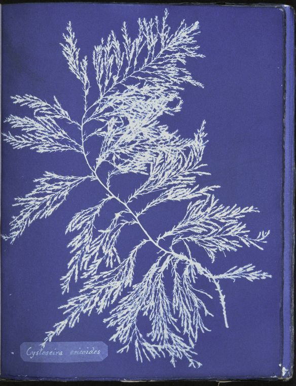 nypl.digitalcollections.510d47d9-4af7-a3d9-e040-e00a18064a99.001.w