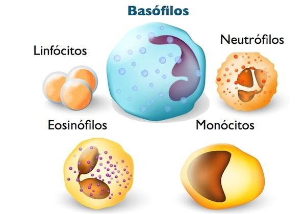 tipos-de-leucocitos-1-640-427